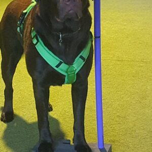 Basiskurs Ankern mit Deinem Hundemagnet