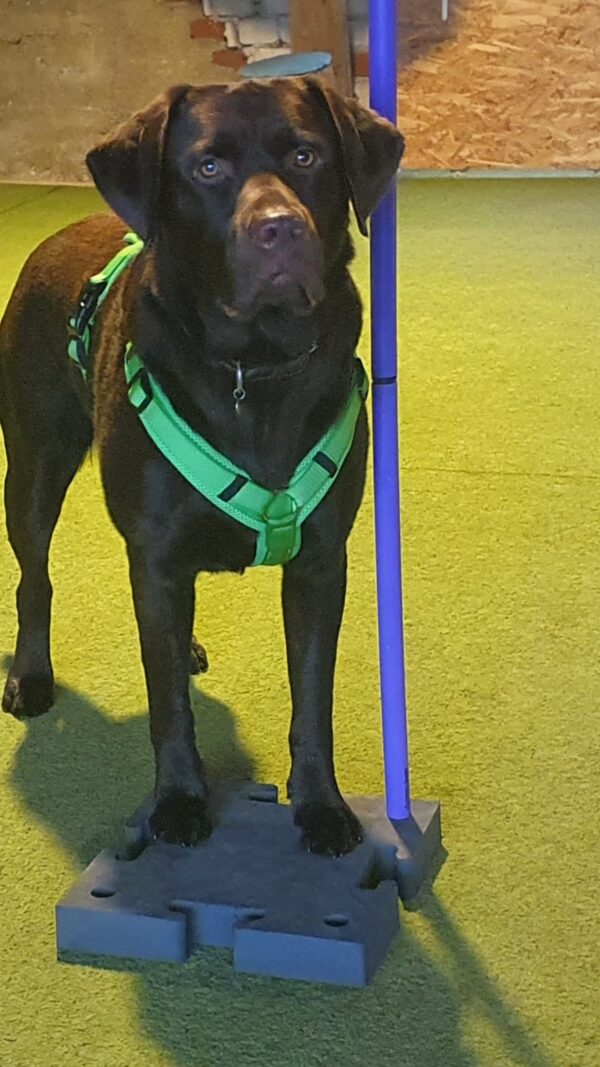Basiskurs Ankern mit Deinem Hundemagnet