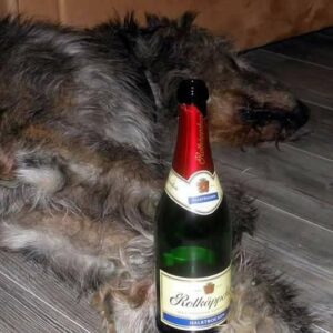 6 wöchige Frequenzbegleitung inkl. Trainingstipps für den Jahreswechsel