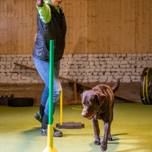 SQR-DOG Einsteigerkurs Start 06.01.2026