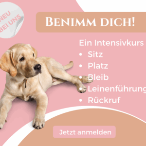 Benimm Dich Kurs 20 Stunden