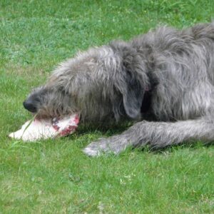 Giftköder-Präventionskurs 4 x jeweils freitags 17:30 Uhr