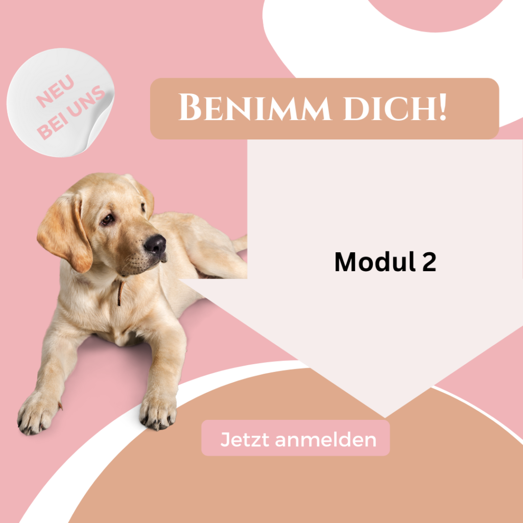 Benimm Dich Kurs - Modul 2 - samstags 09:00 Uhr ab Oktober 10:00 Uhr